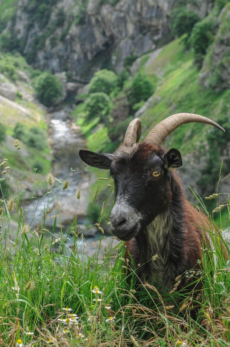 Cabra montesa en Poncebos