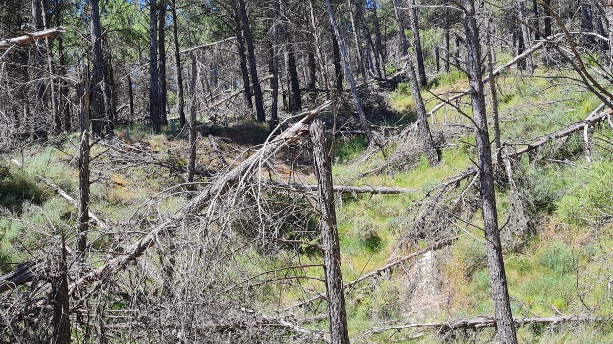 Miles de pinos caídos se hacinan sobre el monte de Aguamala de Torás desde una nevada los derribara en el 2017.