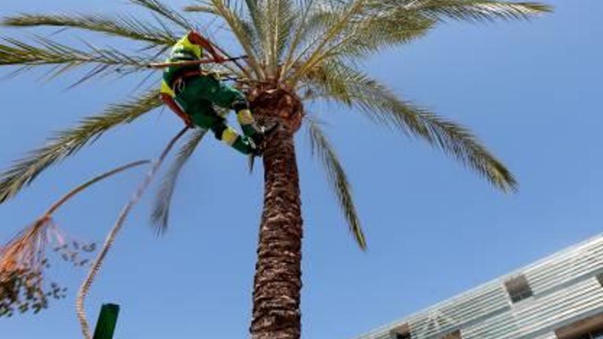 Trabajadores de mantenimiento de parques y jardines.