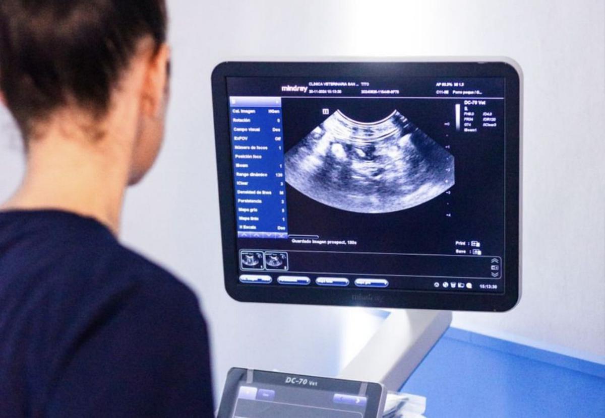 Ecografías para evaluar los órganos internos del animal.