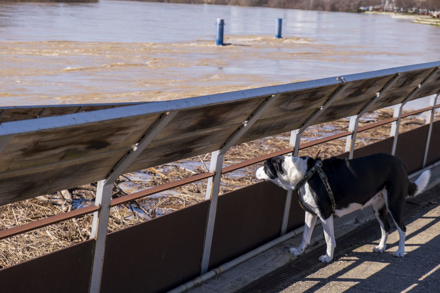 La crecida del Ebro a su paso por Zaragoza, en imágenes