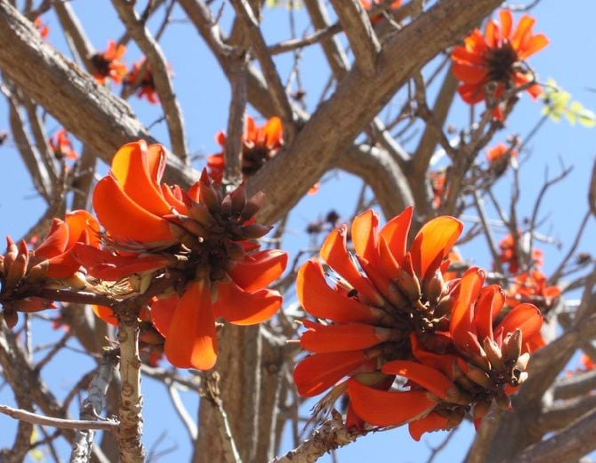 Erythrina caffra