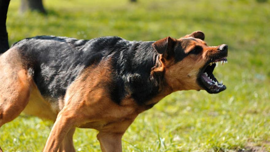 Cómo actuar frente al ataque de un perro - La Nueva España