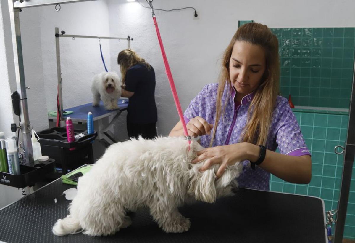 Mascotas, cada vez más humanas