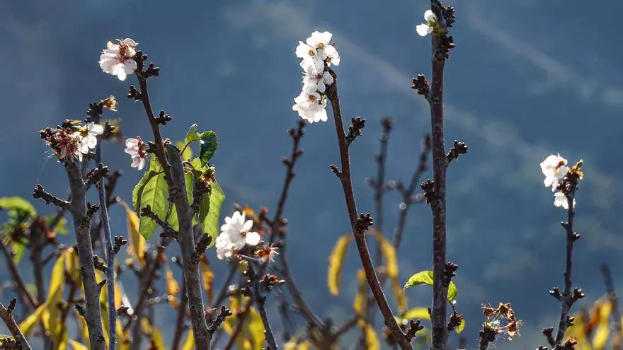 Cerezos en flor en noviembre