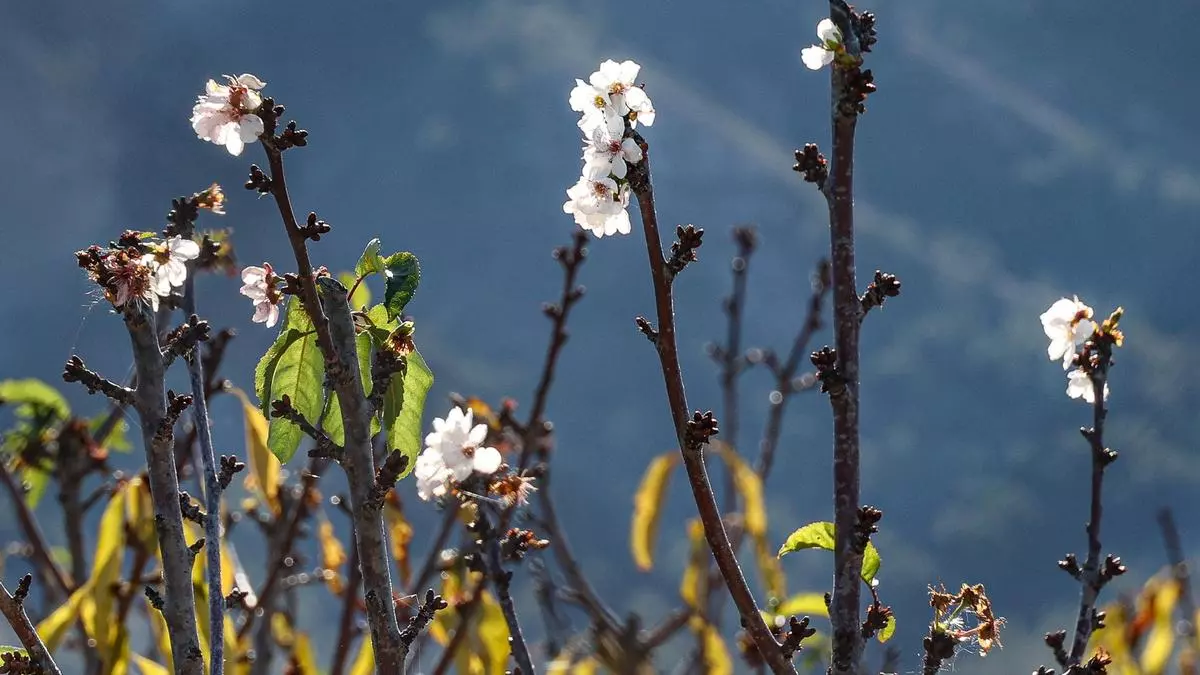 Cerezos en flor en Alicante, ¡en pleno mes de noviembre!