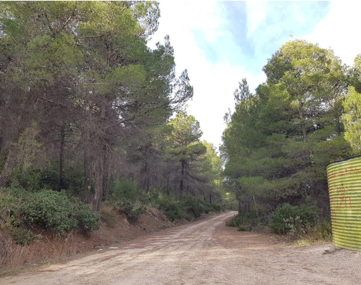 Un camino dentro del parque Lavia de Cehegín