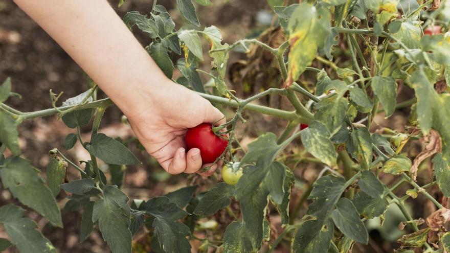 Ni plantar tomates, ni fumar, ni cerrar terrazas: la justicia pone límites claros al uso de espacios privados en comunidades