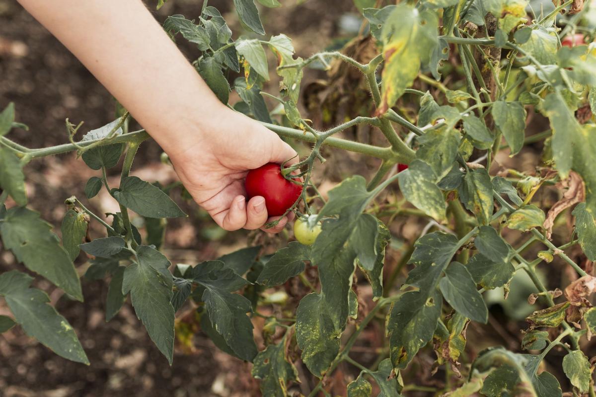 Tener un huerto no está permitido en una terraza privada.