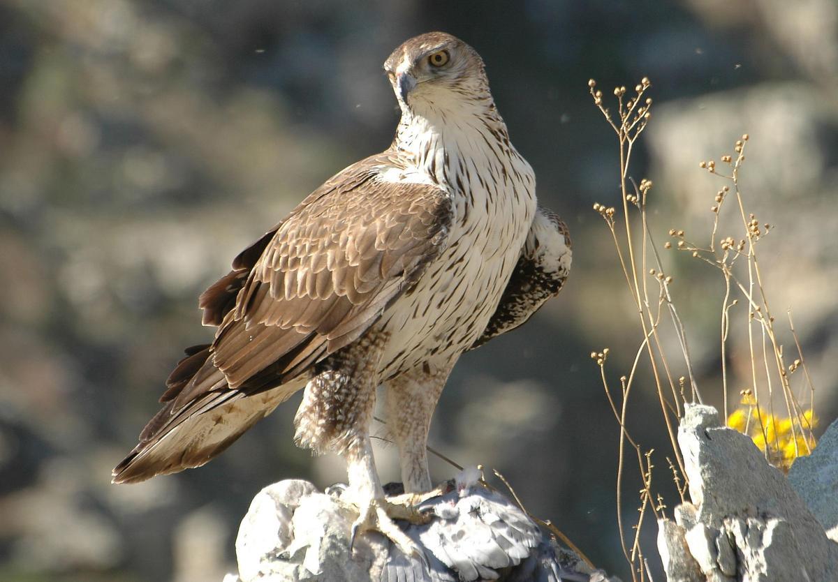 Un águila perdicera