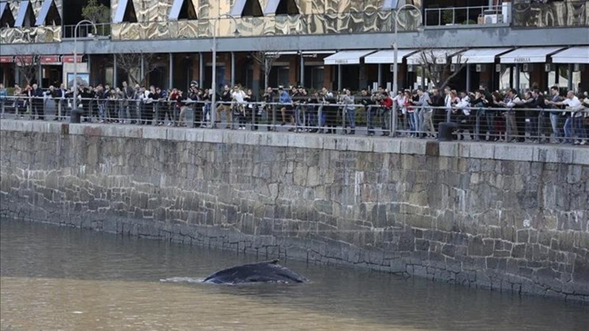 Aparece una joven ballena jorobada en Buenos Aires