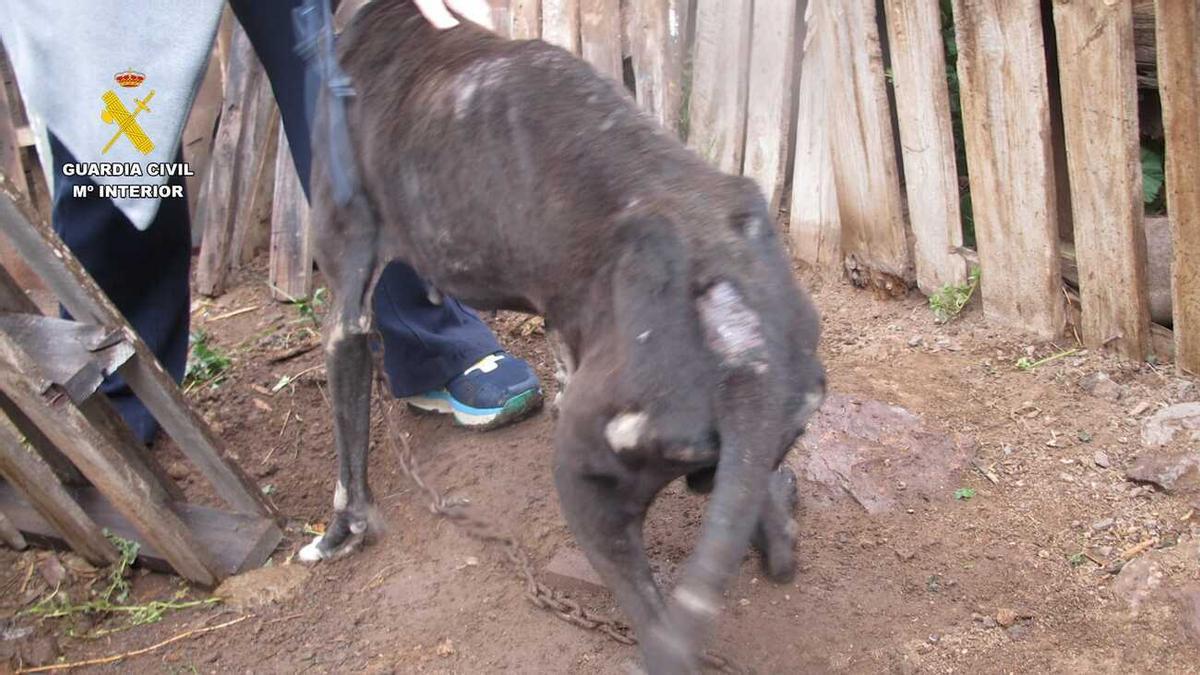 El Seprona de la Guardia Civil rescata 29 perros en condiciones precarias en La Aldea de San Nicolás
