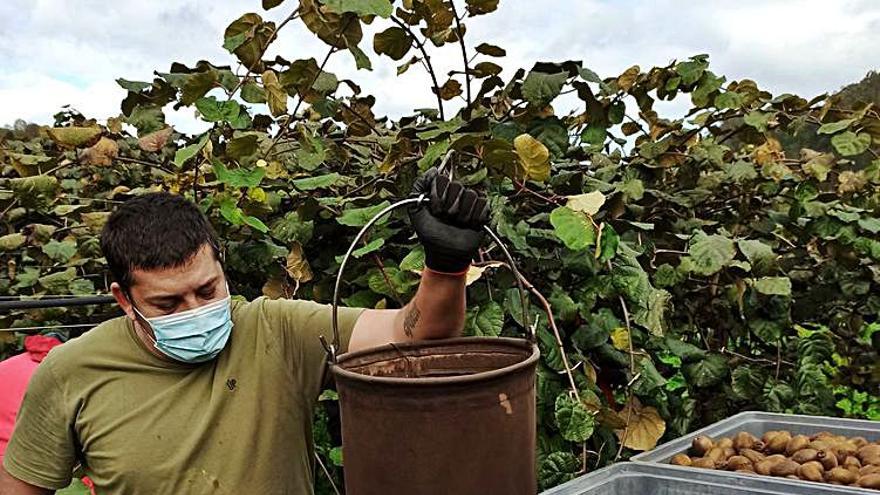 Sobre estas líneas, un trabajador vacía el saco de kiwis en las cajas del tractor que serán enviadas a las cámaras frigoríficas. A la derecha, dos frutos en rama. | S. Arias 