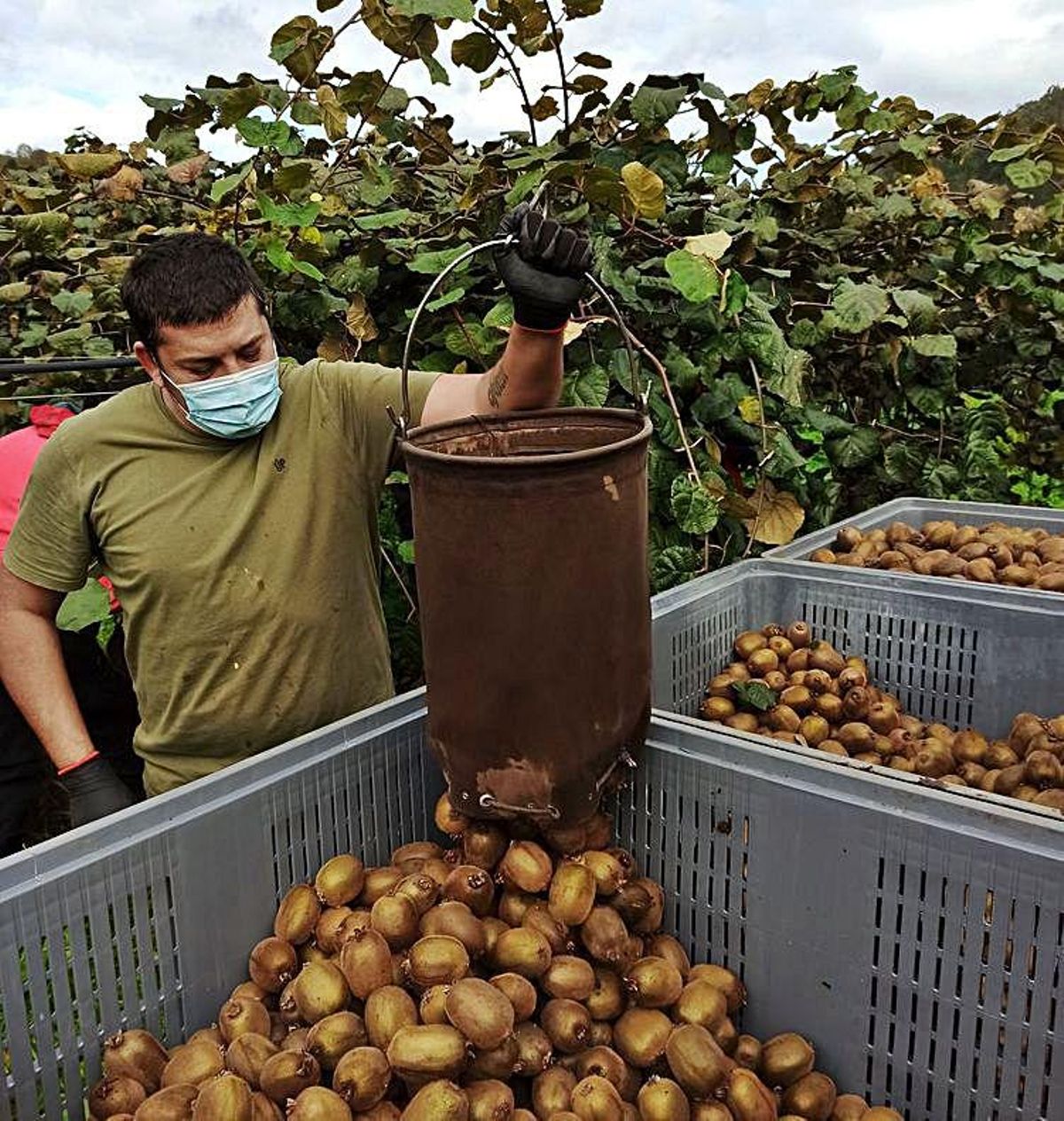 Sobre estas líneas, un trabajador vacía el saco de kiwis en las cajas del tractor que serán enviadas a las cámaras frigoríficas. A la derecha, dos frutos en rama. | S. Arias