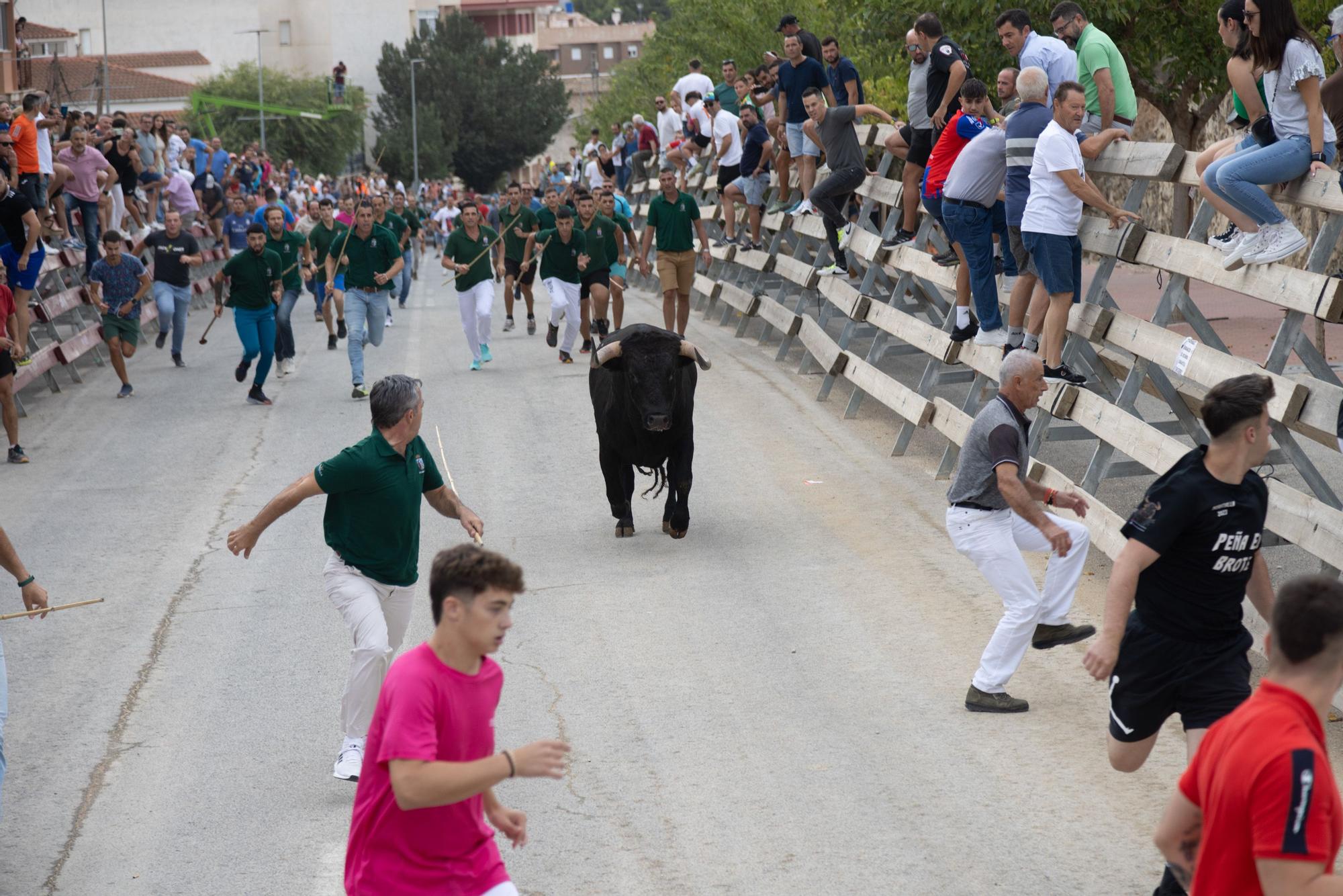 Tercer encierro de la Feria Taurina del Arroz en Calasparra