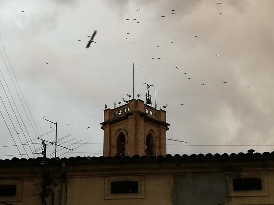 Un grup de cigonyes fa parada a Sallent