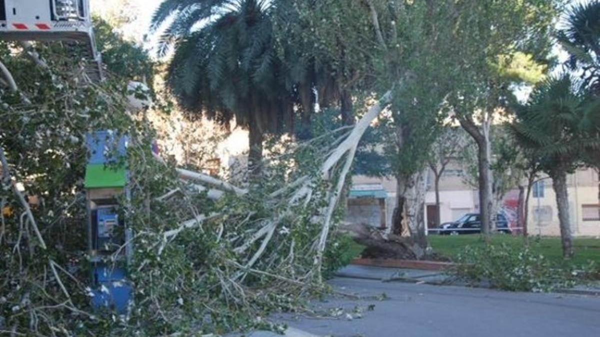 Uno de los árboles caídos hoy a causa del fuerte viento en Badalona.