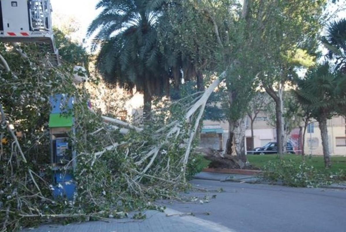 Un dels arbres que han caigut avui a causa del fort vent a Badalona.