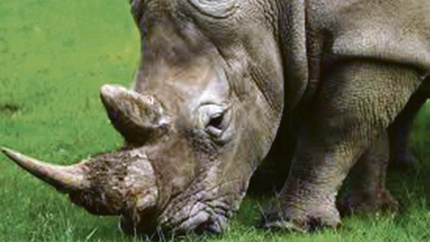 Cada cuerno de rinoceronte vale un millón de euros