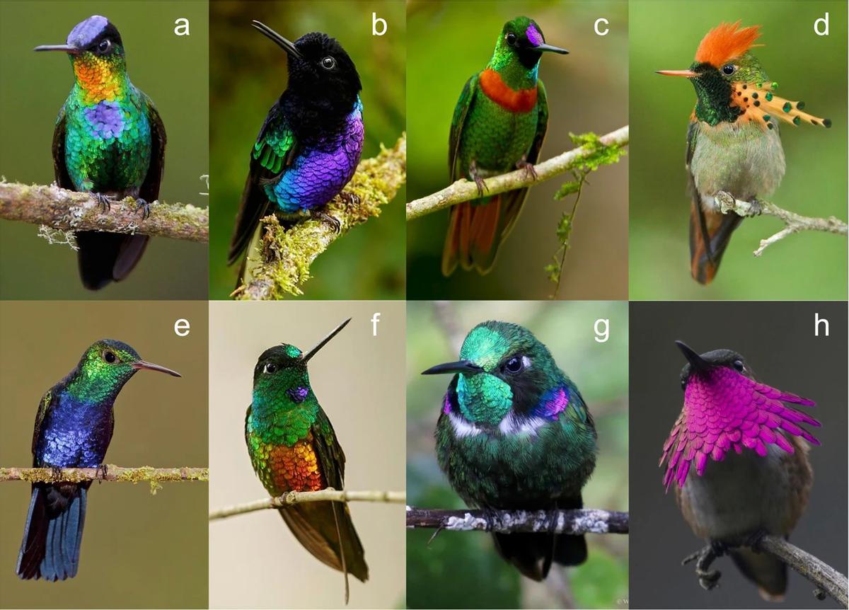 Machos de ocho colibríes. a: Panterpes insignis; b: Boissonneaua jardini; c: Heliodoxa aurescens; d: Lophornis ornatus; e: Juliamyia julie; f: Coeligena bonapartei; g: Schistes geoffroyi; h: Atthis ellioti.