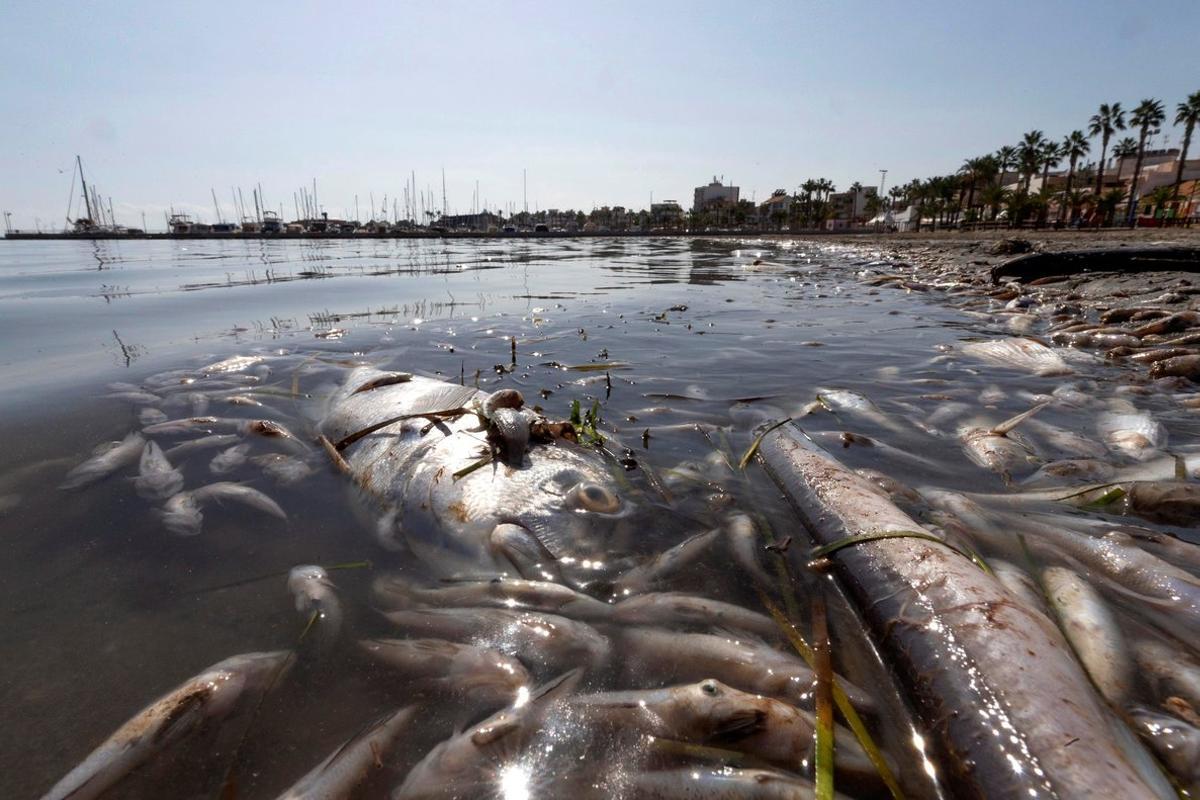 GRAF9813. SAN PEDRO DEL PINATAR, (MURCIA), 13/10/2019.- Aparecen peces muertos en playas del Mar Menor, en la zona de Villananitos y La Puntica, San Pedro del Pinatar, (Murcia), posiblemente por los efectos de la gota fría de hace un mes. EFE/Marcial Guillén