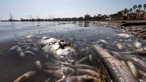 GRAF9813. SAN PEDRO DEL PINATAR, (MURCIA), 13/10/2019.- Aparecen peces muertos en playas del Mar Menor, en la zona de Villananitos y La Puntica, San Pedro del Pinatar, (Murcia), posiblemente por los efectos de la gota fría de hace un mes. EFE/Marcial Guillén
