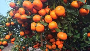 Mandarinas en el árbol antes de la cosecha en el Guadalhorce.