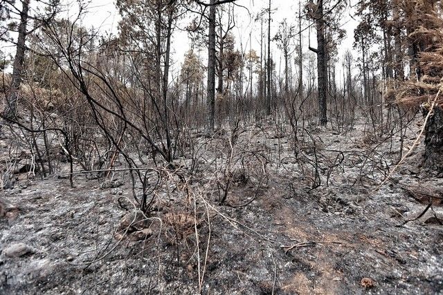 Zonas arrasadas por el incendio en el Norte de Tenerife