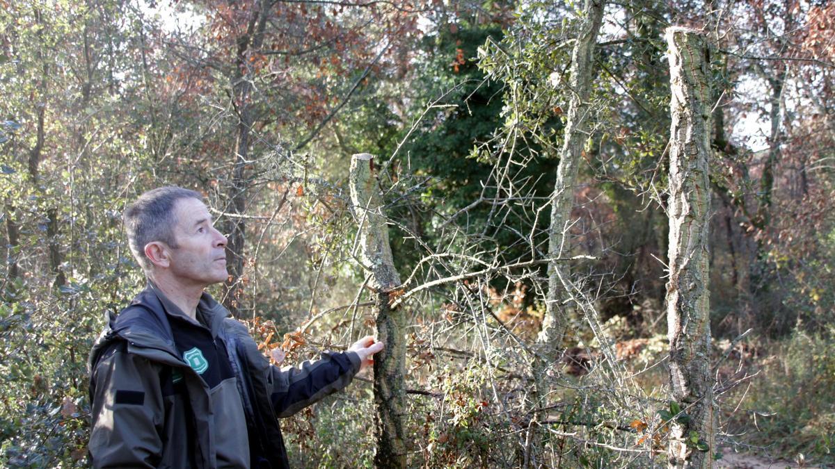 Jordi Tornés, jefe del área básica de la Selva del cuerpo de Agents Rurals, con dos árboles talados