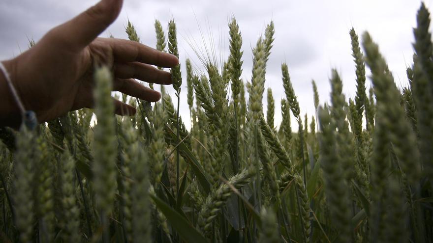 Villafáfila acoge un curso sobre el control biológico de las plagas del trigo