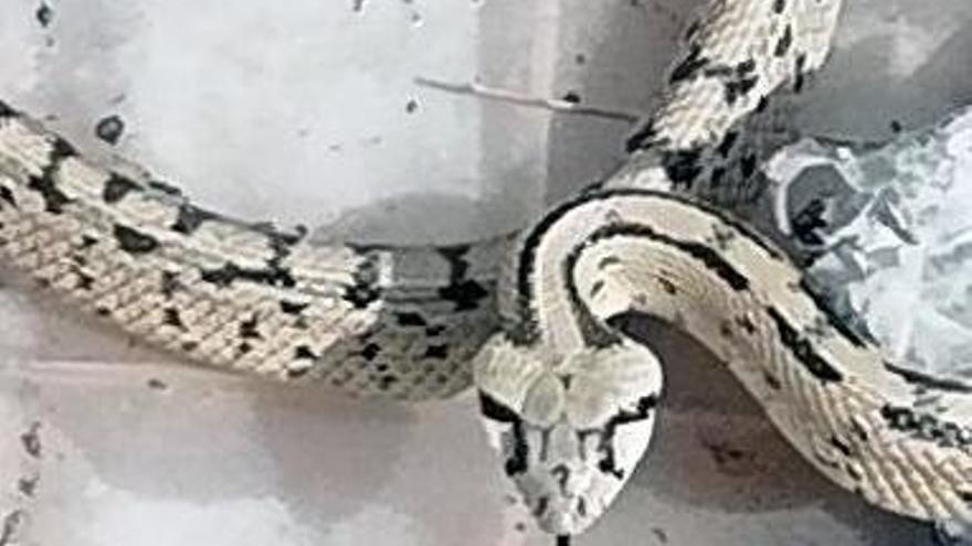 Encuentran una serpiente en un colegio de Murcia