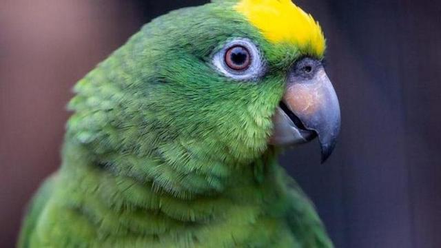 Canarias, capital mundial de los papagayos