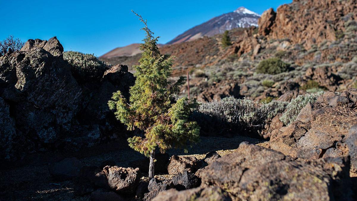 Una retama, con el Teide al fondo, en el Parque Nacional.