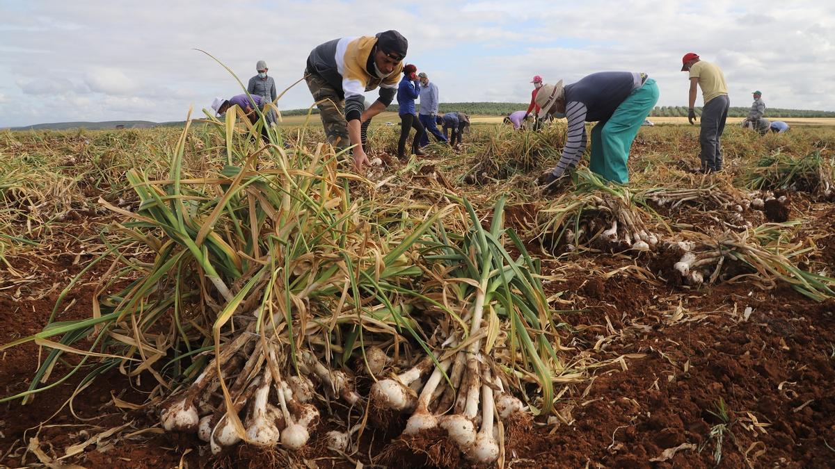 Trabajadores de la recogida del ajo en la campiña cordobesa.