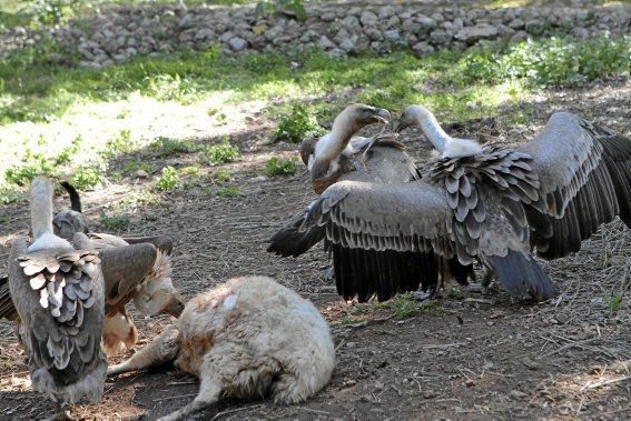 Der Bestand der Tiere ist zwar gesichert, aber die Stiftung, die sie betreut, sucht deutschsprachige Helfer.