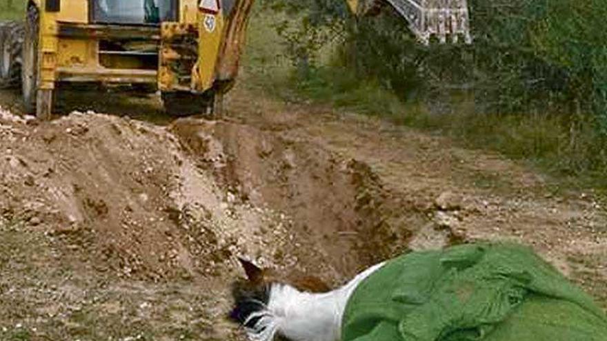 El juez indica que el dueño tenía permiso para enterrar el caballo.