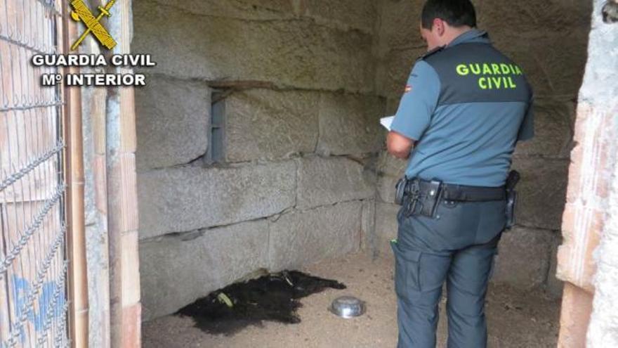 Investigan a un hombre en Tui por un presunto delito de maltrato animal