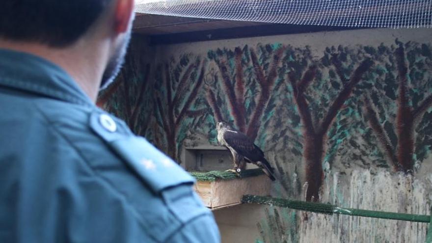 La Benemérita ha intervenido 23 aves rapaces y un mono verde.