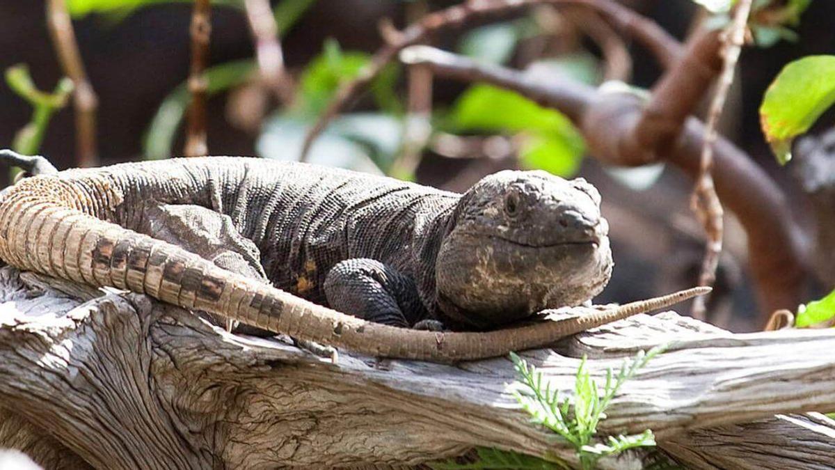 Lagarto gigante de El Hierro (’Gallotia simonyi machadoi’)