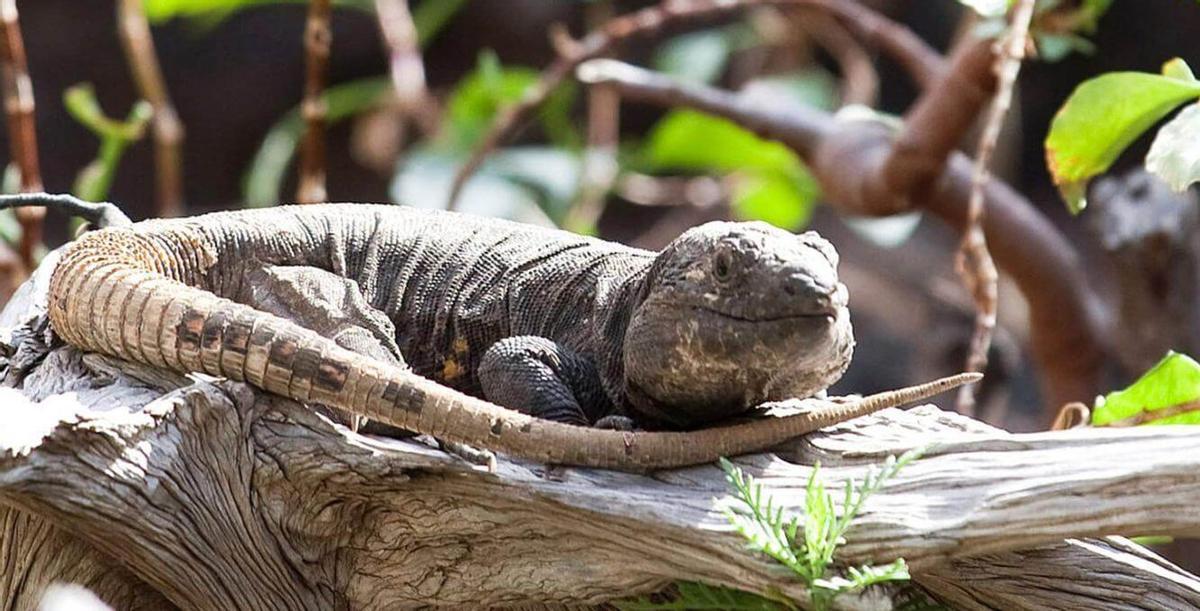Lagarto gigante de El Hierro (’Gallotia simonyi machadoi’) | E. D.