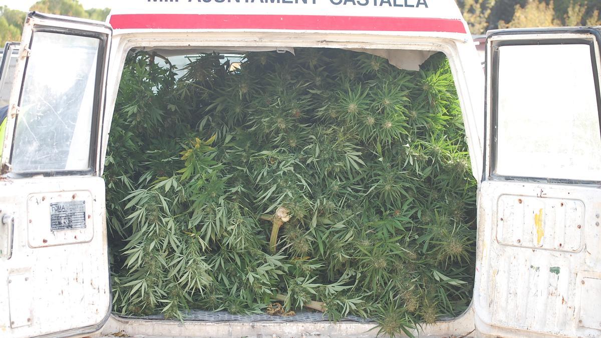 Marihuana incautada por en Castalla por la Policía Local y la Guardia Civil