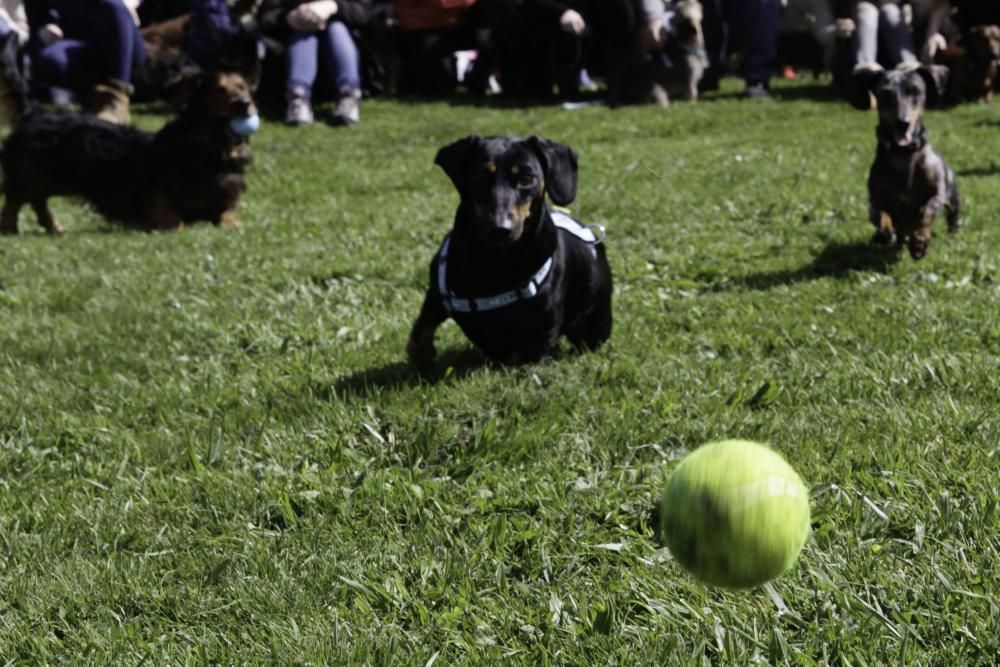 Concentración de perros teckel en Los Pericones.