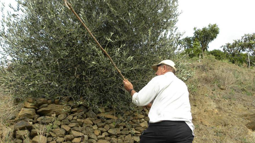 Un trabajador varea el olivo, siguiendo el método tradicional.