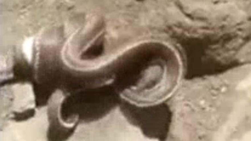 Un ciclista salva a un lagarto de una serpiente en Valsequillo