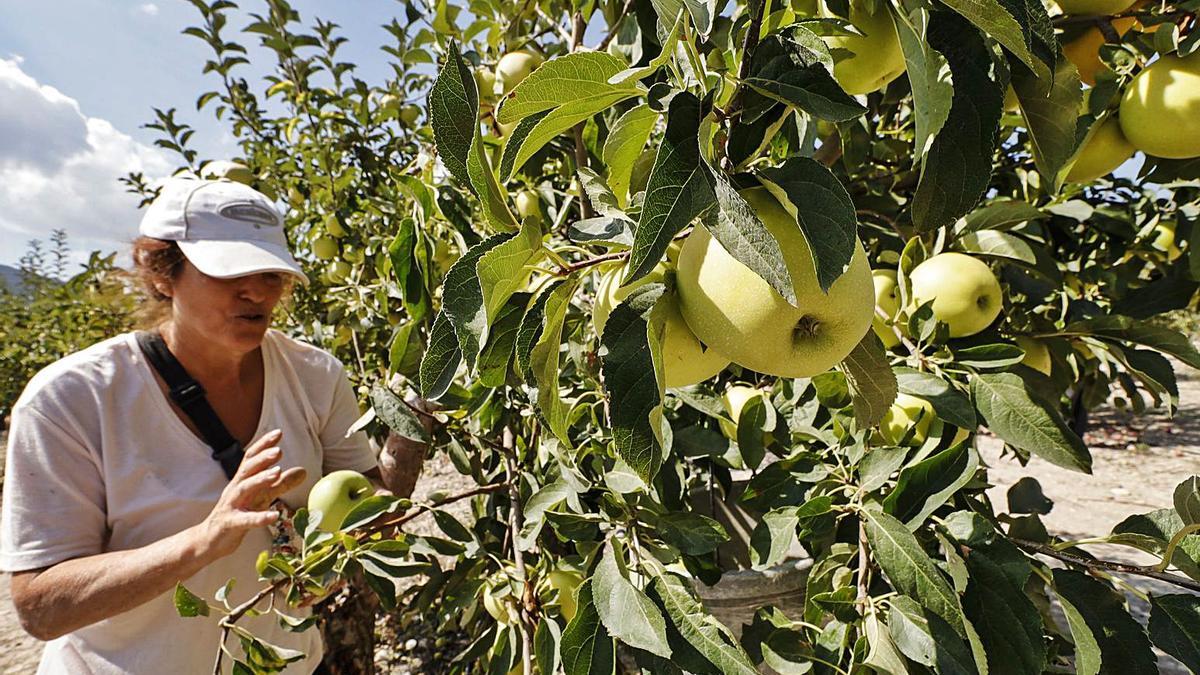 Manzanas de la variedad          golden instantes antes de ser cosechadas. | Juani Ruz