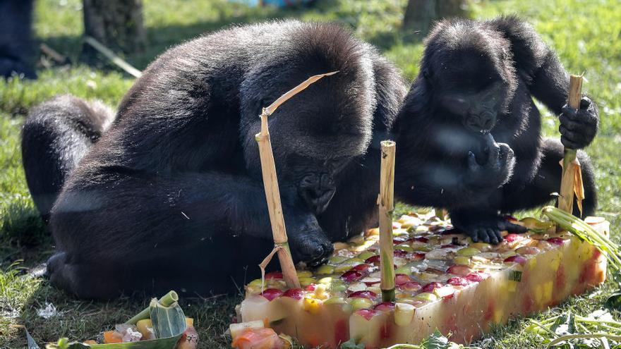 La gorila Virunga cumple dos años en Bioparc