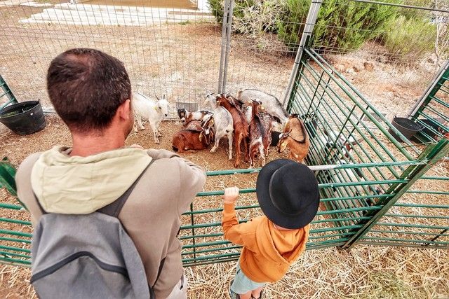 Feria de ganado y procesión por las Fiestas de San Benito en La Laguna, julio 2022