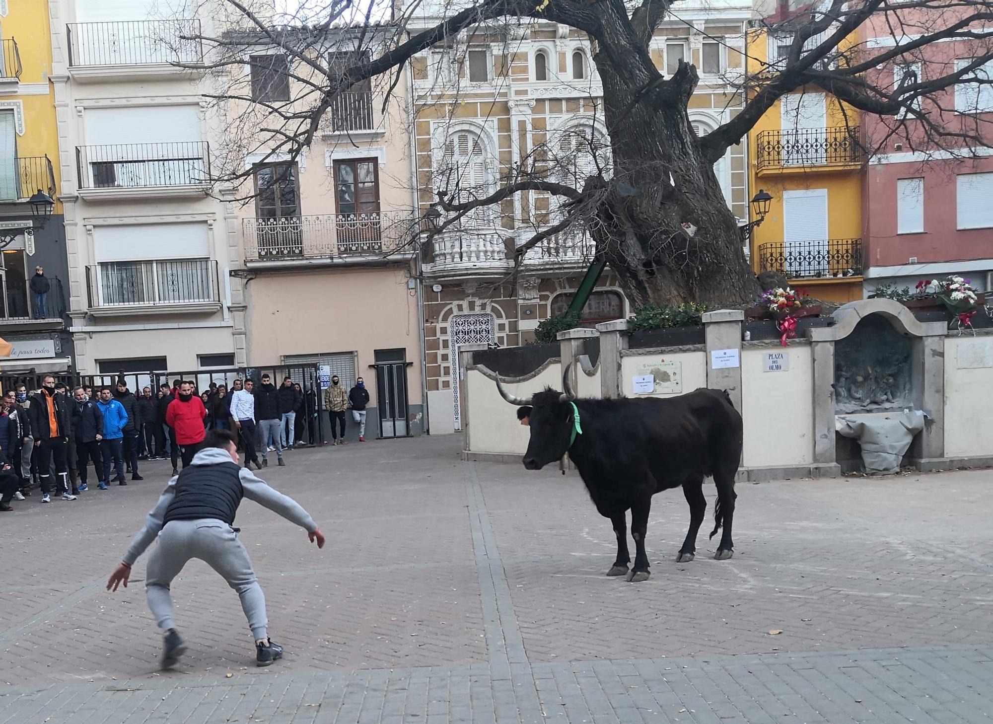 Fin de semana taurina en Navajas por San Antón