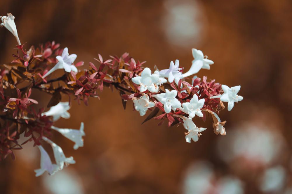 Campanetes de primavera