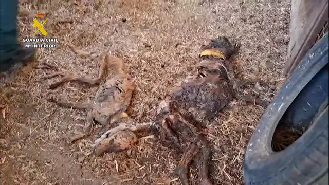 Troben 32 gossos morts per inanició en una finca a Azagua